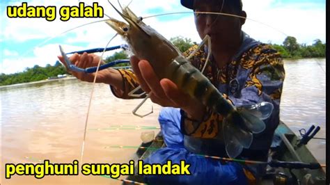 Strike Udang Galah Babon Penghuni Sungai Landak Youtube