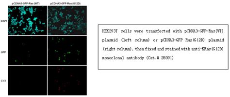 Anti Kras G D Mouse Monoclonal Antibody