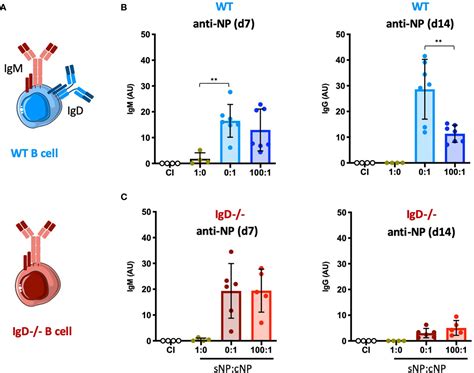 Frontiers Primary Immune Responses And Affinity Maturation Are