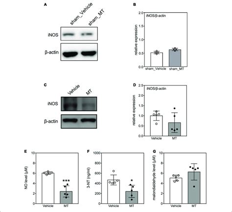 Effects Of Mitochondrial Transplantation On Oxidative Stress In The