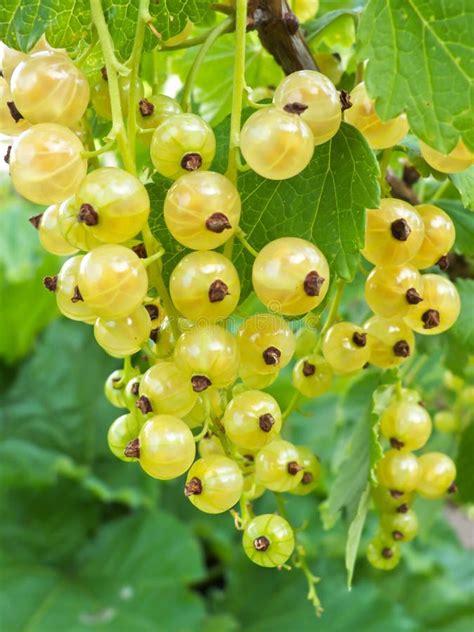 White Currant Stock Photo Image Of Cluster Agriculture 36955306