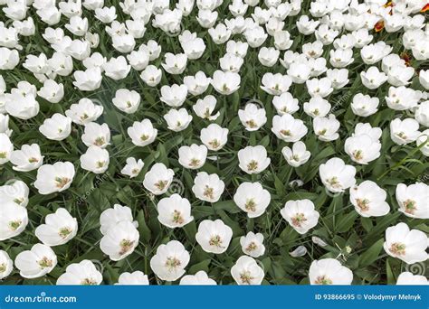 Campo En Los Jardines De Keukenhof Lisse Países Bajos Del Tulipán