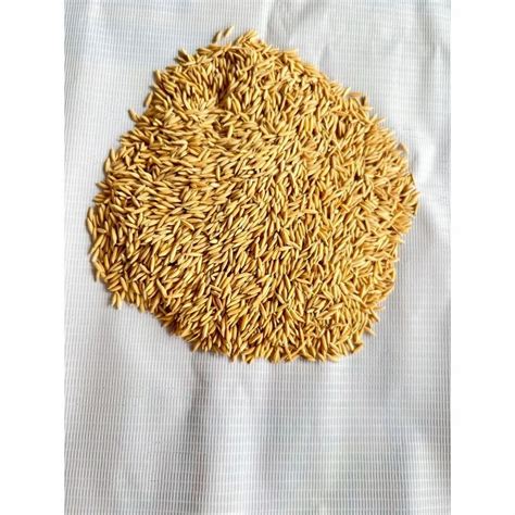 Hybrid Brown Rnr Paddy Seeds For Food Processing Packaging Type