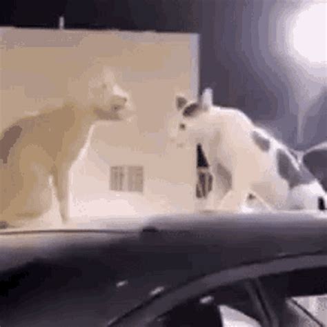 Side Eye GIF - Side Eye Cat - Discover & Share GIFs