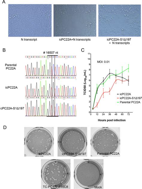 Characterization Of Recombinant Viruses A Cytopathic Effects Cpe