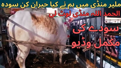 الحمد اللہ منڈی لوٹ لی Naseeb ka soda Karachi Maweshi Mandi 2023