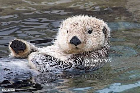 Otter Paws Photos and Premium High Res Pictures - Getty Images