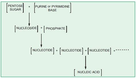 Nucleic Acids Biomolecules Definition Classification Structure Functions