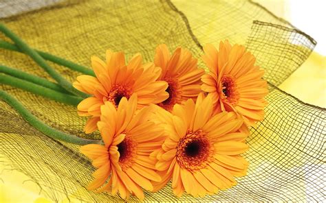 Orange Flowers Wallpapers | Movie HD Wallpapers