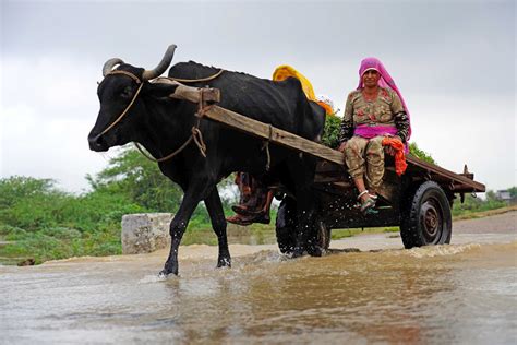 Weather Update Heatwave Ends In Entire Country Imd Predicts Heavy