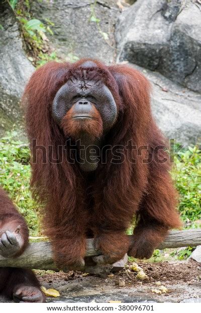 Portrait Alpha Male Orangutan Stock Photo 380096701 Shutterstock