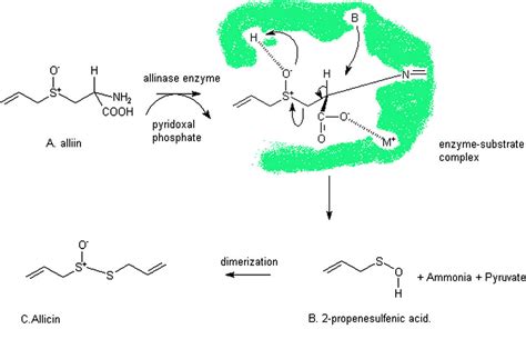 Figure 1 From Organosulfur Compounds And Possible Mechanism Of Garlic