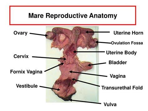 Stallion Reproductive System