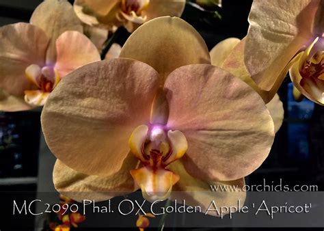 Phal. OX Golden Apple 'Apricot' (Fusheng Sweet Paradise x OX Spot Queen ...