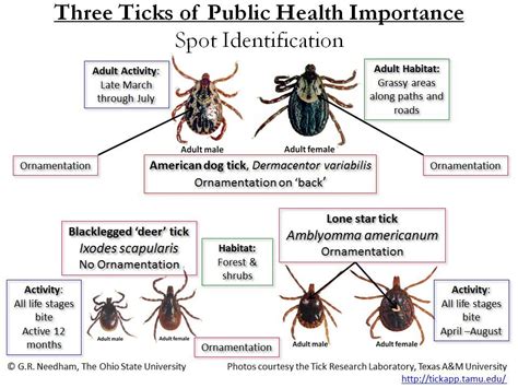 Teeny Tiny, Creepy Crawlies – The Facts About Ticks and Lyme Disease ...