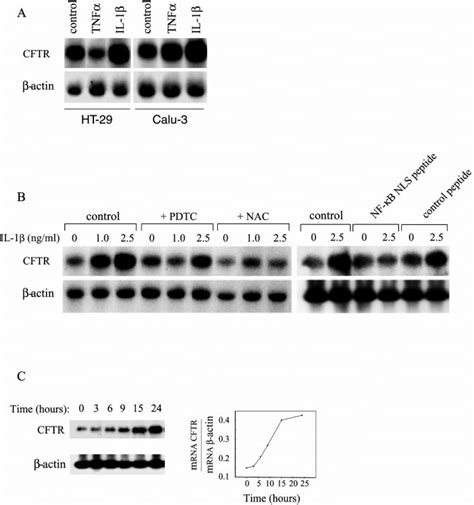 Northern Blot Analysis Of CFTR MRNA In Calu 3 And HT 29 Cells Following