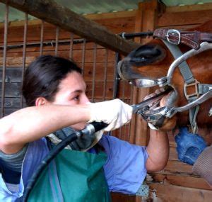 Anatomie Et Pathologies Kiliane Technicien Dentaire Equin