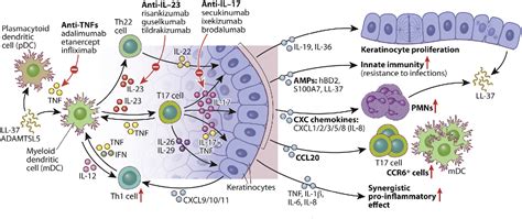 Figure 1 From Psoriasis Pathogenesis And The Development Of Novel Targeted Immune Therapies