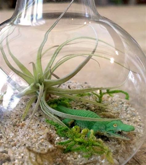 Air Plant Terrarium - Cactus Jungle