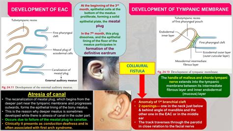 Ppt Anatomy And Development Of External Ear Powerpoint Presentation