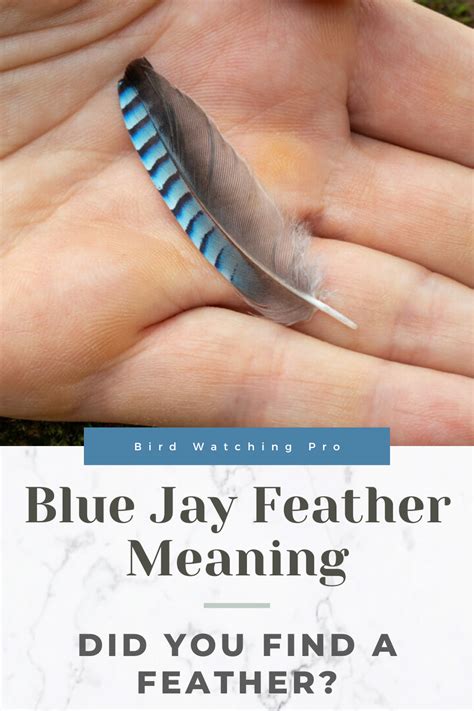 Blue Jay Feather Meaning Did You Find A Feather Blue Jay Feather