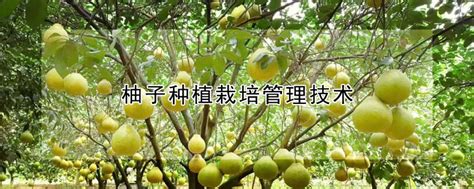 柚子种植栽培管理技术 —【发财农业网】