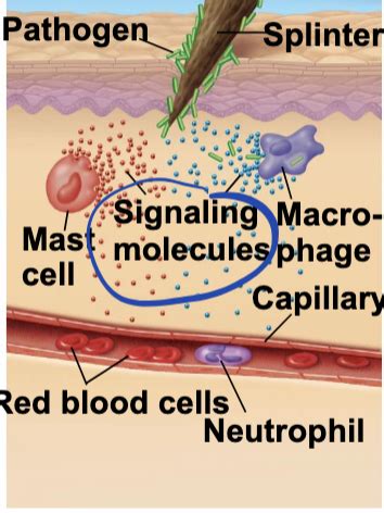 Immune System Flashcards Quizlet