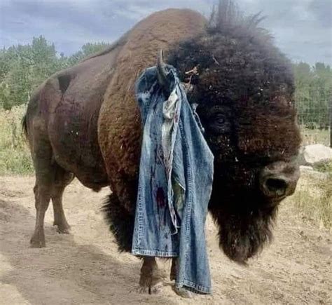 Annual Yellowstone Bison Petting Competition Sass Wire Saloon Sass