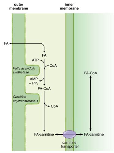 Mcat Biochemistry Carbohydrate Metabolism Ii Missing And