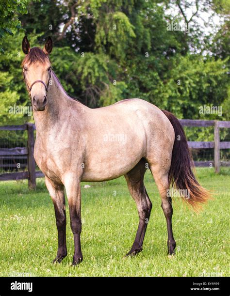 Tennessee Walking Horse Roan Buckskin Filly Stock Photo - Alamy