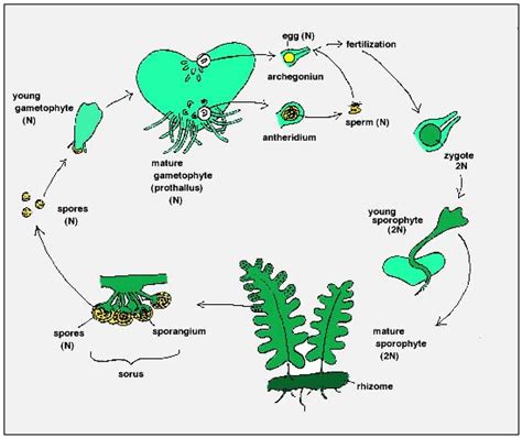 Fern Life Cycle Diagram | BIOL/APBI 210 Lab Information