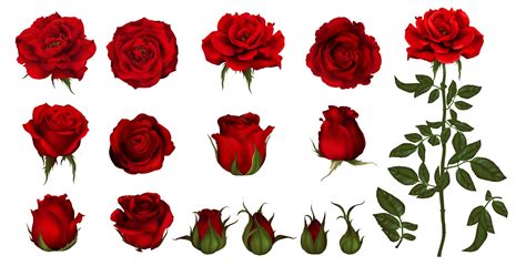 🌹 Rose Emoji Make Your Messages Romantic 💖 With The Amorous Red Flower