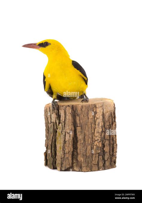 Curious Eurasian Golden Oriole Oriolus Oriolus Isolated On A White