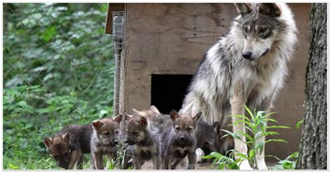 Mexican Wolves | Endangered Wolf Center