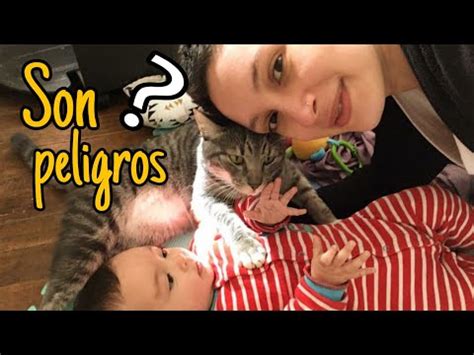 Puede un gato atacar a un bebé Todo lo que necesitas saber sobre la