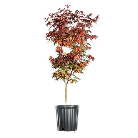 Reviews For Perfect Plants 4 Ft 5 Ft Tall Bloodgood Japanese Maple