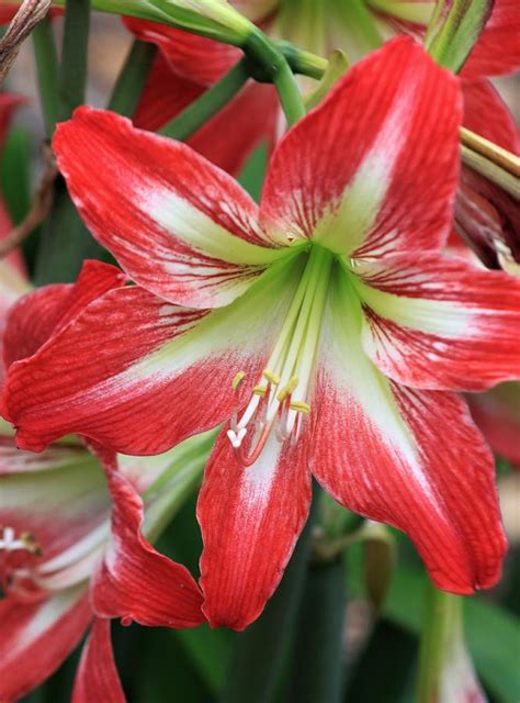 Red And White Amaryllis Photograph By David Beard Fine Art America