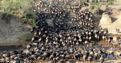 Safari In Lodge Di Giorni In Kenya Nel Maasai Mara E Nell Amboseli