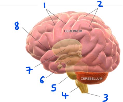 Cns Practical Anatomy Flashcards Quizlet