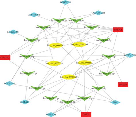 Construction Of The Circrna Mirna Lncrna Mrna Regulatory Network