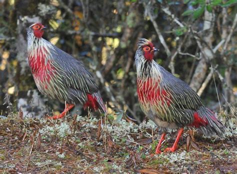 Blood pheasant - Alchetron, The Free Social Encyclopedia