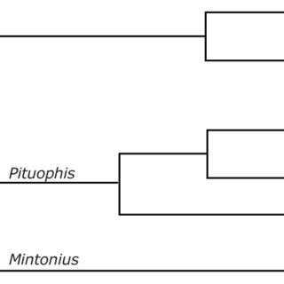 (PDF) An alternative classification of the New World rat snakes (genus Pantherophis [Reptilia ...