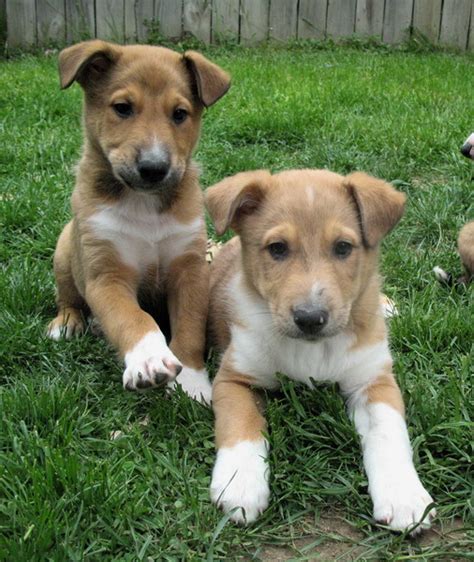 Breed Profile: Shepherd Collie Mix | Sarasota Dog