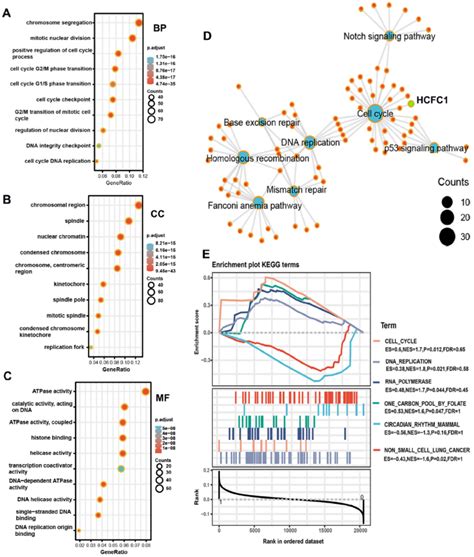 Underlying Biological Functions And Enrichment Pathways Of Hcfc A C