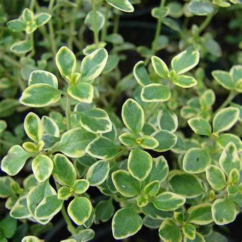 Thyme Lemon Variegated Cm Pot Ardcarne Garden Centre Roscommon