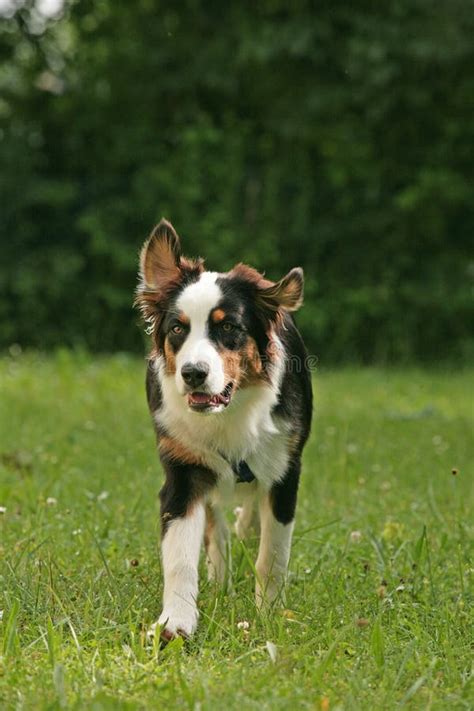 Border Collie Hund in Der Natur Stockfoto Bild von tätigkeit