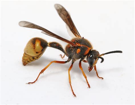 Earth Notes Potter Wasps Knau Arizona Public Radio