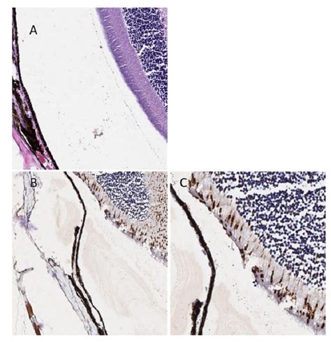 Anti-S Opsin/BCP antibody (ab235274) | Abcam