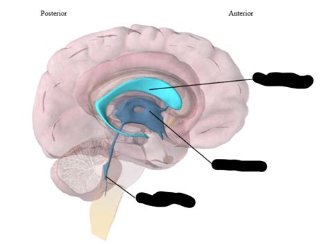 Ventricles Diagram Quizlet