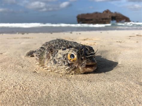 Premium Photo Puffer Fish On The Shore Of Boa Vista Cape Verde With